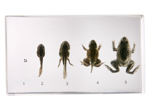 Resin Educational Specimen“Frog Development”