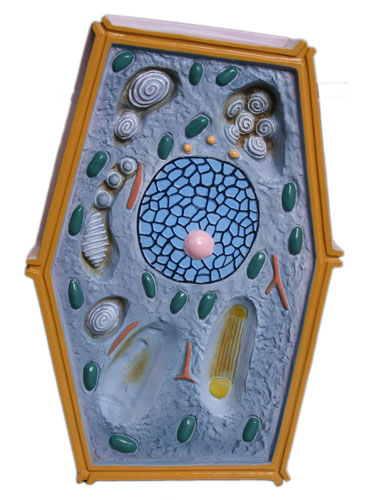 Plant Cell Structure