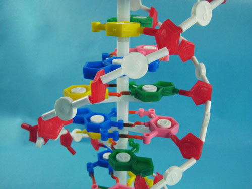 Human DNA Model