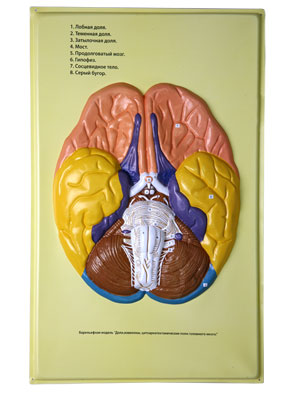 Human Brain Lobes, Bas Relief Model (A)