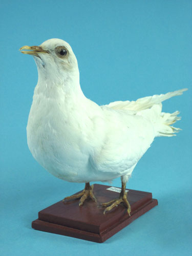 Pigeon Specimen