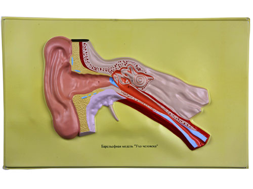 Ear, Bas Relief Model