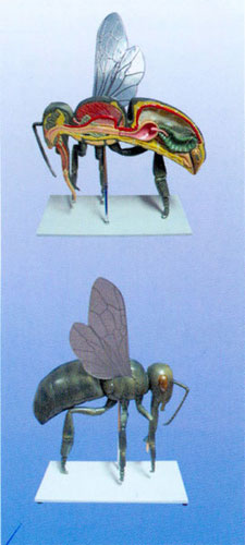 Bee Structure Model