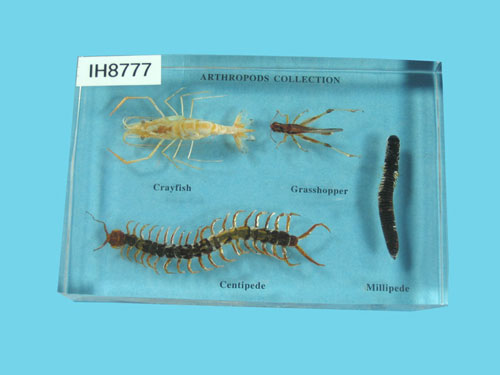 Resin Educational Specimen“Arthropod Representation Collection”