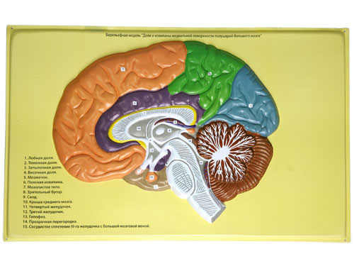 Human Brain Lobes, Bas Relief Model (B)