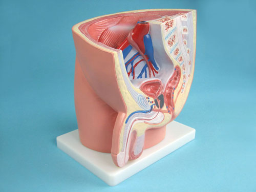 Structure Model of the Male Urogenital Organs