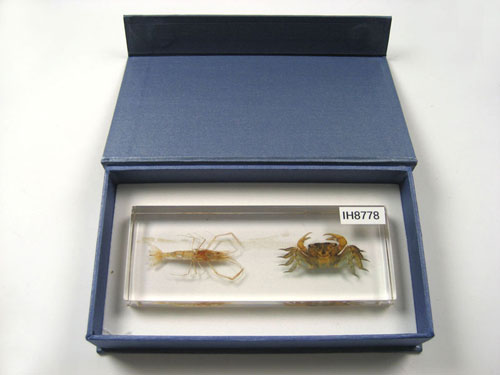 Resin Educational Specimen“Crustacean Representation Collection”