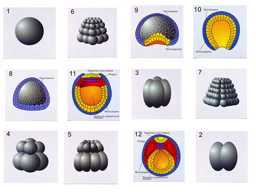 Chordate Reproduction & Development, Magnetic Demonstration Models