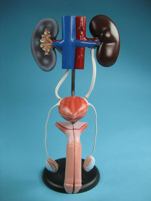 Model of the Male Urogenital System