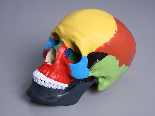 Color-sectioned Human Skull Model