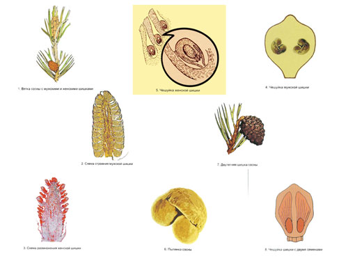 The Reproduction of Pines Magnetic Demonstration Cards