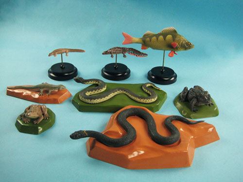 Vertebrate Model Set