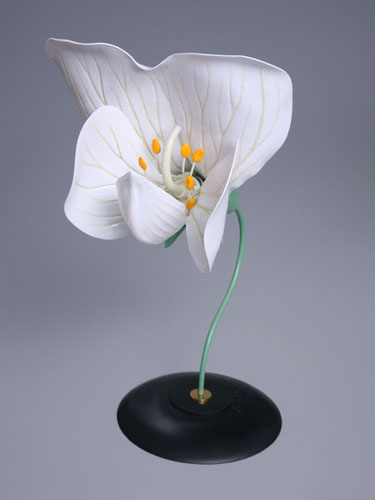 Pea Flower Model