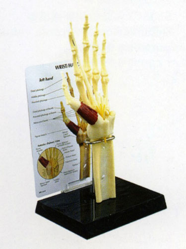 Hand Bone Model