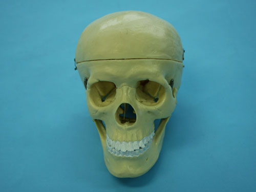 Human Skull Model