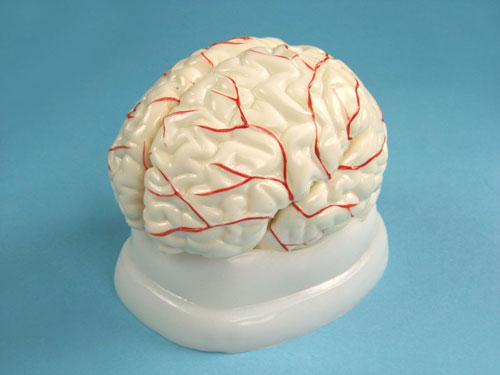 Human Brain Model with Arteries