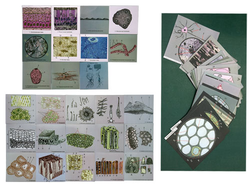 Animal & Plant Cells, Magnetic Demonstration Cards