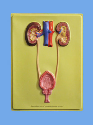 Human Urinary System Bas Relief Model