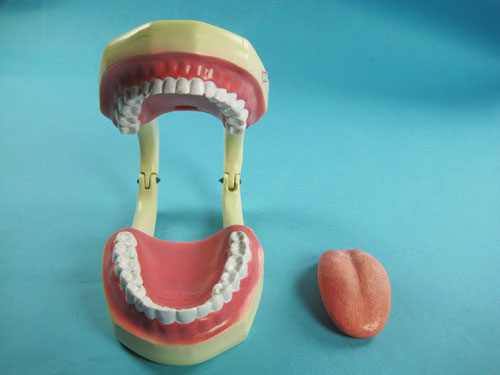 Tooth Hygiene Demonstration Model
