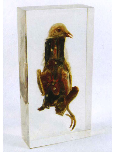 Resin Educational Specimen“Pigeon”