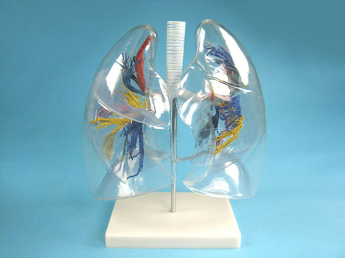 Transparent Model of the Lungs