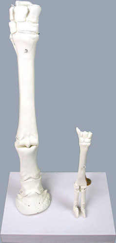 Horse and Sheep Leg Bone Models