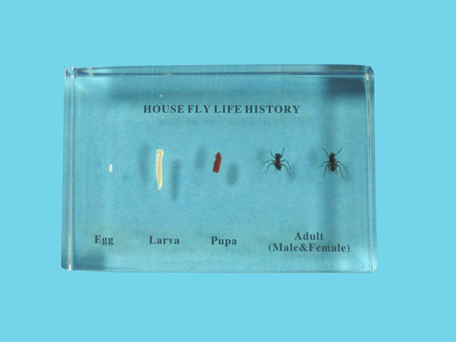 Resin Educational Specimen“The Life Cycle of a Fly Collection”