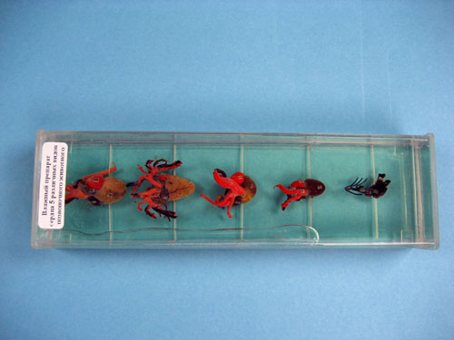 Comparative Collection of 5 Immersed Vertebrate Heart Specimens