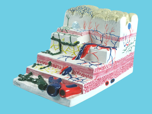 Stomach Wall Structure Model