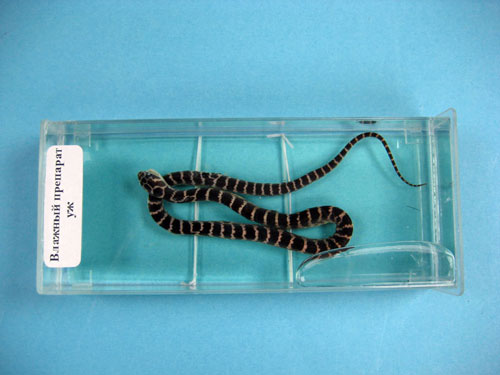 Grass Snake Specimen