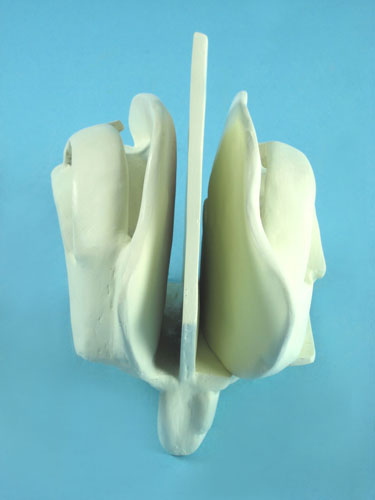 Cribriform Plate and Ethmoid Bone Model