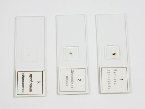 Microscope Slide Set