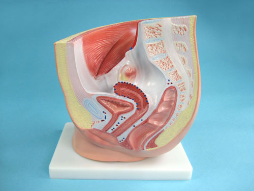 Structure Model of the Female Urogenital Organs