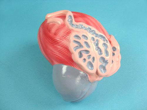 Model of the Urinary Bladder