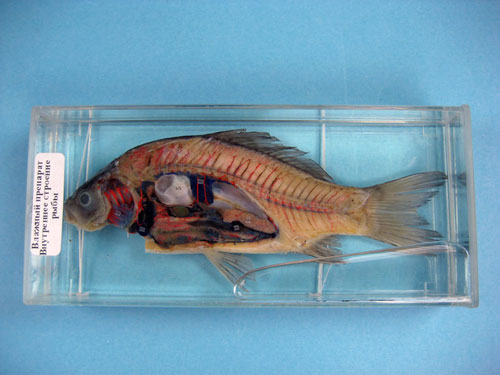Internal Structure of a Fish