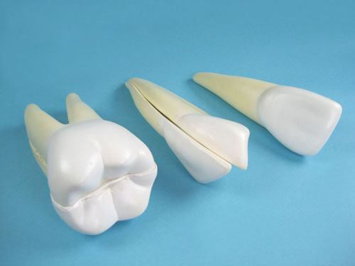 Teeth Model Set