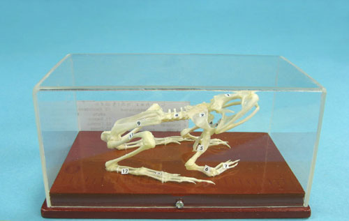 Frog Skeleton Model