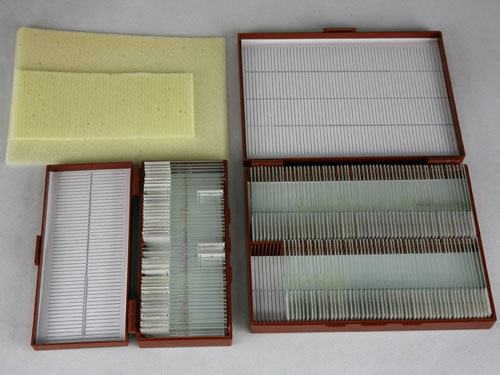 Microscope Slide Set