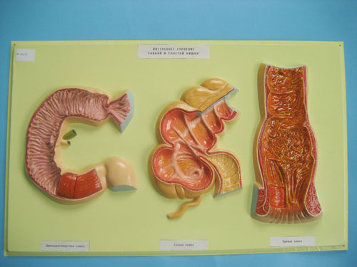 Large and Small Intestines, Bas Relief Model