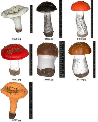 Mushroom Models Collection Set