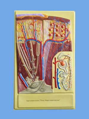 Human Kidney Bas Relief Model