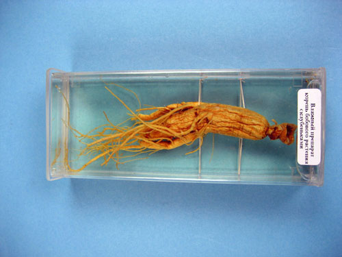 Soybean Nodulation,  Immersed Specimen