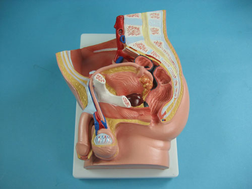 Structure Model of the Male Urogenital Organs