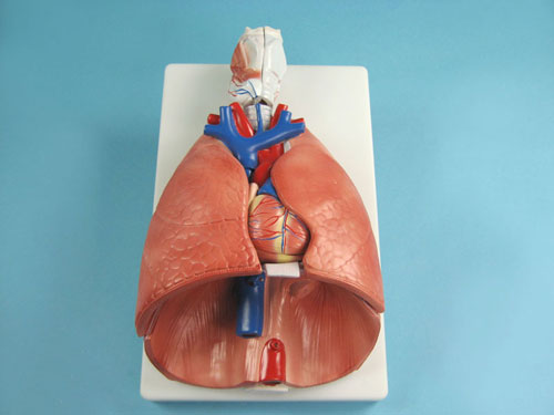 Model of the Larynx