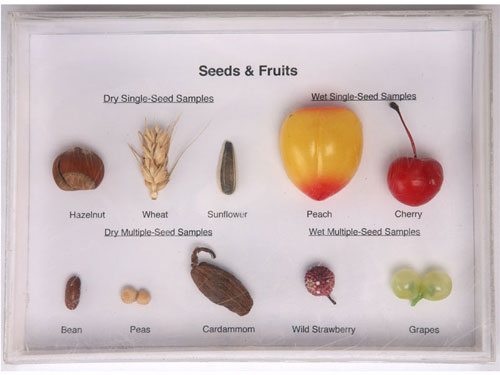 Imitation Fruit Specimen Collection