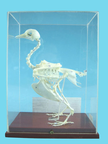 Pigeon Skeleton Model