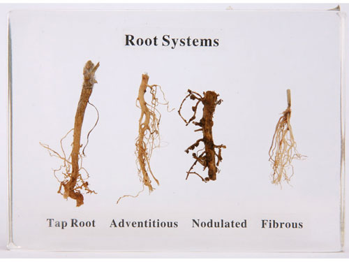 Plant Roots Herbarium - 4 Types