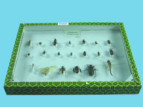 Helpful Insects Collection