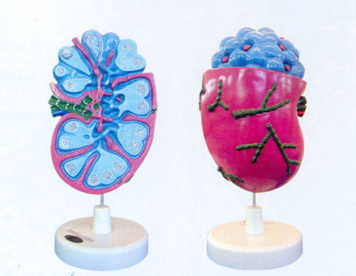 Lymph Node Structure Model