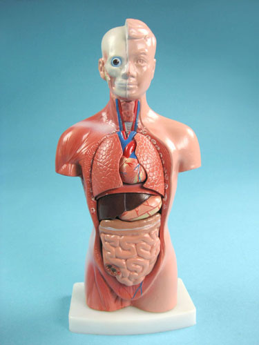 Child Torso Model